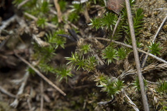 Selaginella cinerascens