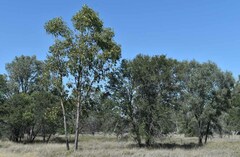 Archidendropsis basaltica