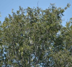 Archidendropsis basaltica