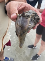 Amphibalanus venustus