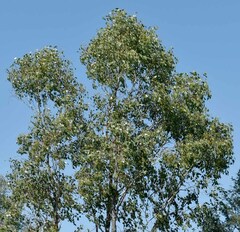 Eucalyptus populnea