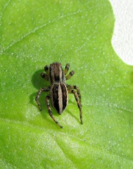 Phlegra fasciata