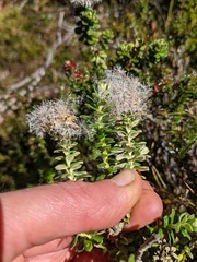 Ozothamnus rodwayi