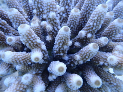 Acropora humilis