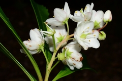 Anopterus glandulosus