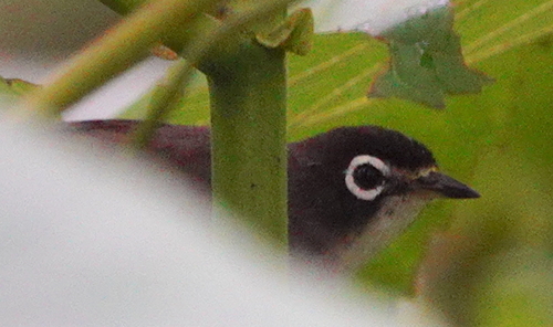 Morotai White-eye (Zosterops dehaani), photo 4