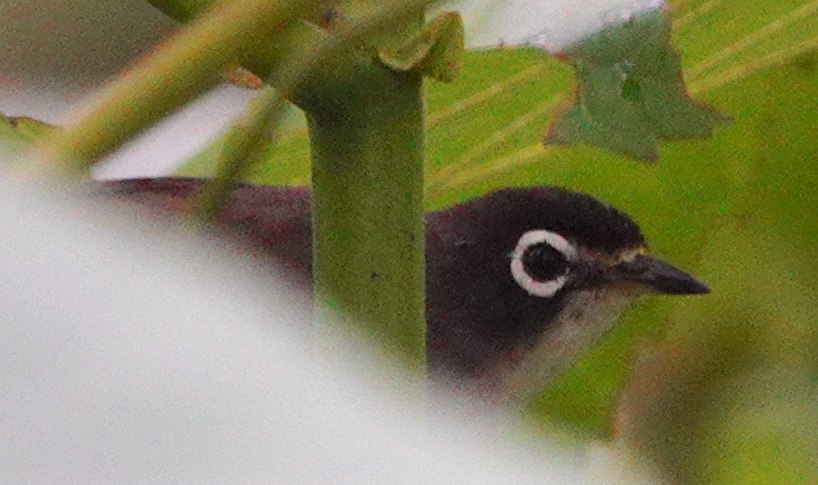 Morotai White-eye illustration