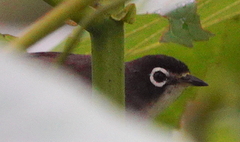 Zosterops atriceps dehaani