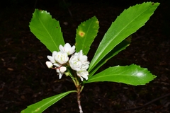 Anopterus glandulosus