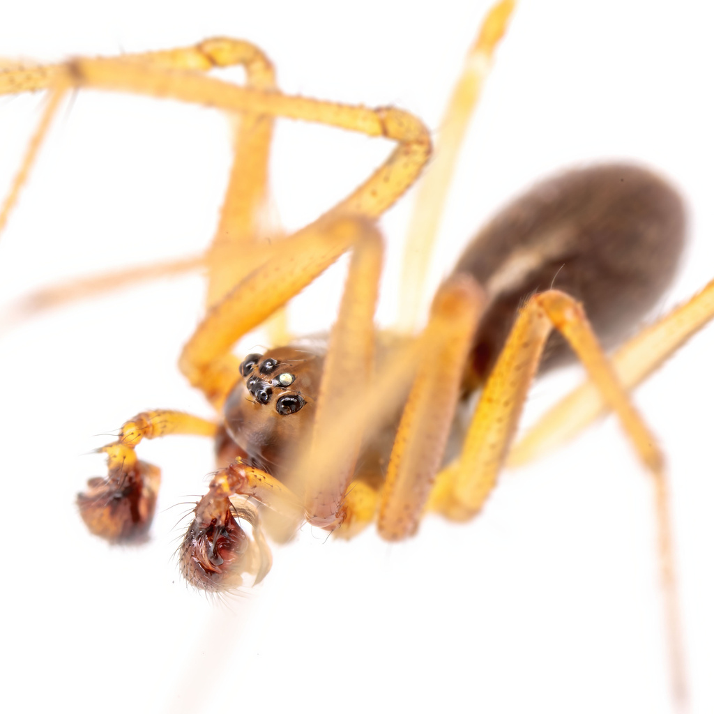 Helophora insignis
