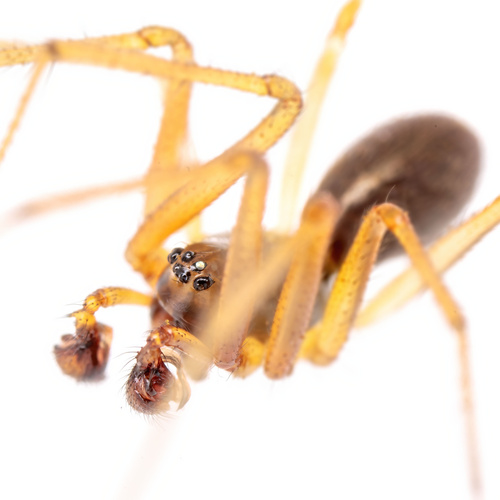 Helophora insignis