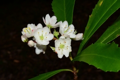 Anopterus glandulosus