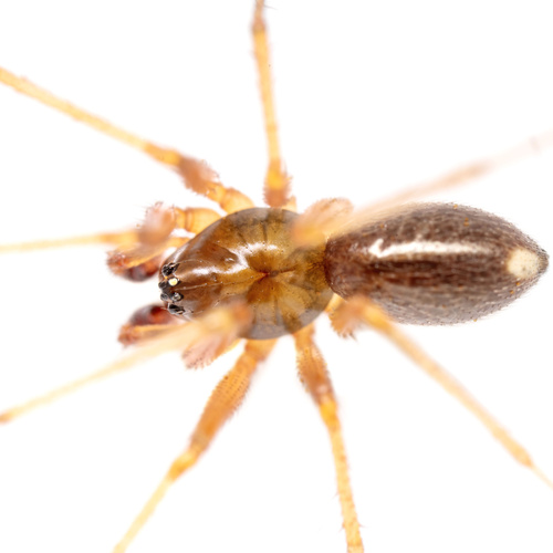 Helophora insignis