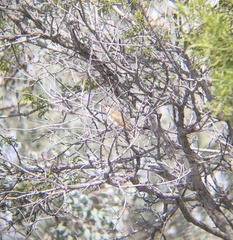 Chrysococcyx osculans