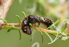 Scrobiger splendidus