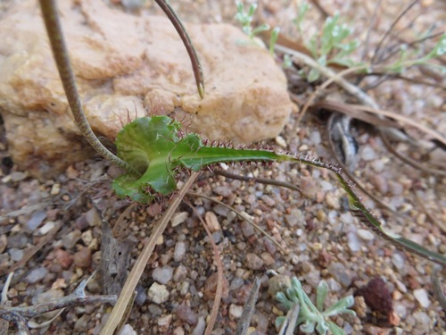 Lachenalia hirta