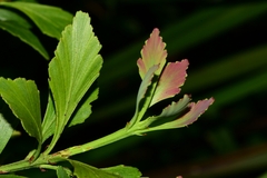 Phyllocladus aspleniifolius