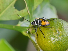 Rhynchocoris
