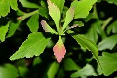 Phyllocladus aspleniifolius