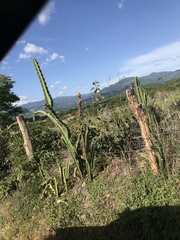 Acanthocereus tetragonus