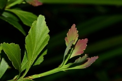 Phyllocladus aspleniifolius