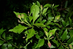 Phyllocladus aspleniifolius