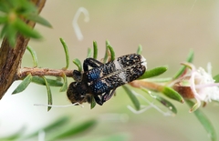 Scrobiger splendidus