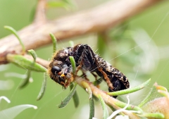 Scrobiger splendidus