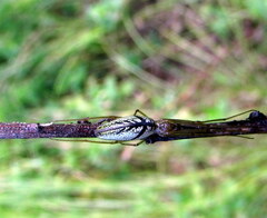 Tetragnatha pinicola