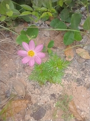 Cosmos caudatus