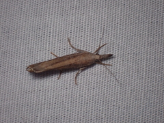 Culladia cuneiferellus