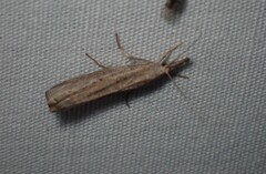 Culladia cuneiferellus