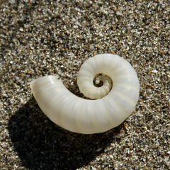 Spirula spirula