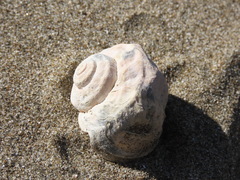 Amphibola crenata