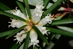 Cyathodes glauca