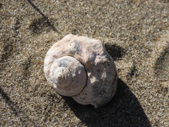 Amphibola crenata