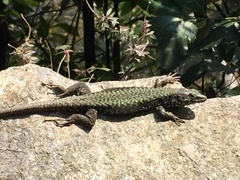 Podarcis muralis maculiventris