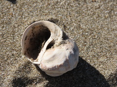 Amphibola crenata