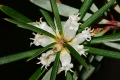 Cyathodes glauca