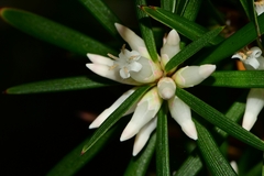 Cyathodes glauca