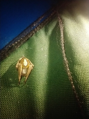 Eriophora edax