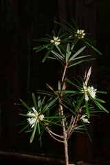 Cyathodes glauca