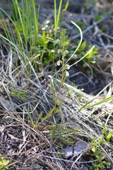 Pedicularis contorta