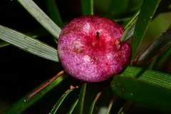 Cyathodes glauca