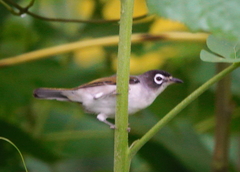 Zosterops atriceps dehaani
