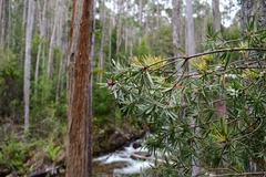 Cyathodes glauca