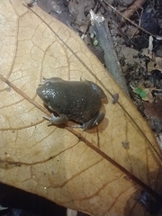 Hypopachus variolosus