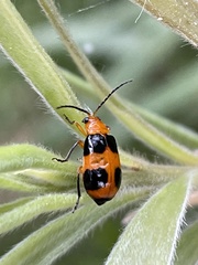 Aulacophora hilaris