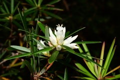 Cyathodes glauca