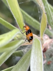 Aulacophora hilaris